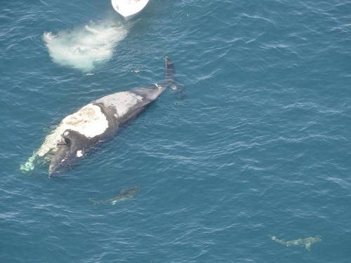 澳洲男子爬上鯨魚尸體 遭鯊魚群圍困 澳洲男子爬上鯨魚尸體 遭鯊魚群圍困