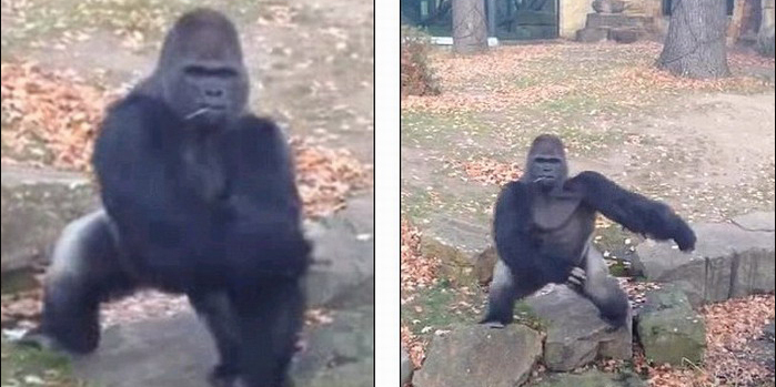 德國大猩猩扮惡霸 德國大猩猩扮惡霸