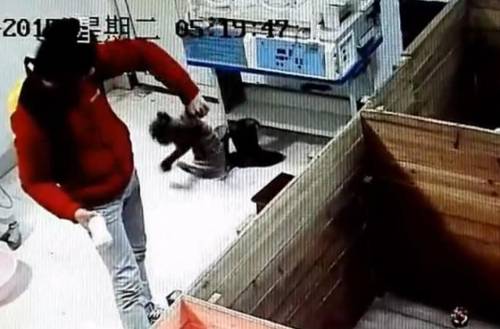 動物園飼養員被曝虐待新生華南虎 動物園飼養員被曝虐待新生華南虎