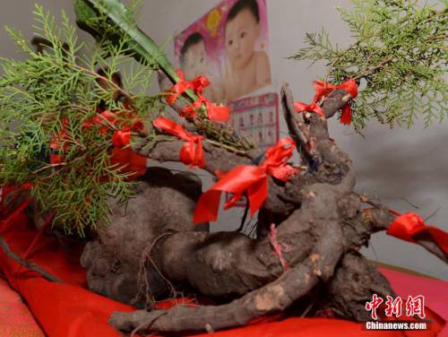 金華一村民疑似挖到千年野生何首烏 金華一村民疑似挖到千年野生何首烏