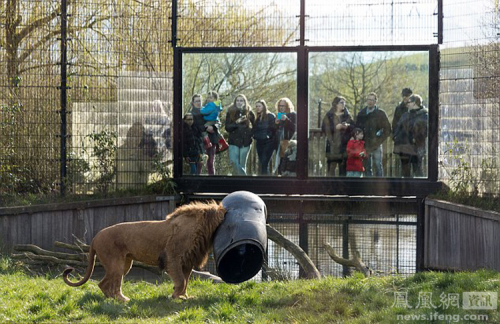 荷蘭動物園一獅子頭被卡塑料桶 荷蘭動物園一獅子頭被卡塑料桶