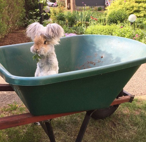 美國小兔可愛招風耳走紅網絡 美國小兔可愛招風耳走紅網絡