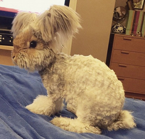 美國小兔可愛招風耳走紅網絡 美國小兔可愛招風耳走紅網絡