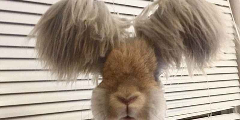 美國小兔可愛招風耳走紅網絡 美國小兔可愛招風耳走紅網絡