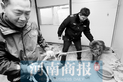 麻藥起作用后,這只藏獒被執(zhí)法人員控制 麻藥起作用后,這只藏獒被執(zhí)法人員控制