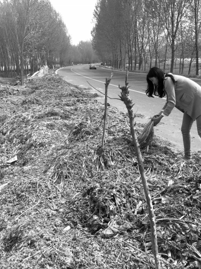 中牟再現"菜賤傷農"事件 40斤生菜賣不了一碗燴面錢 中牟再現"菜賤傷農"事件 40斤生菜賣不了一碗燴面錢