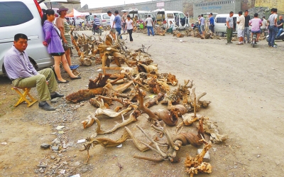 焦作星期天市場上的偽崖柏 焦作星期天市場上的偽崖柏