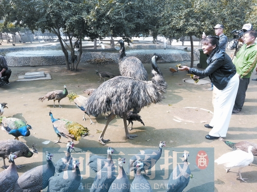 “鳥媽媽”在喂鳥 “鳥媽媽”在喂鳥