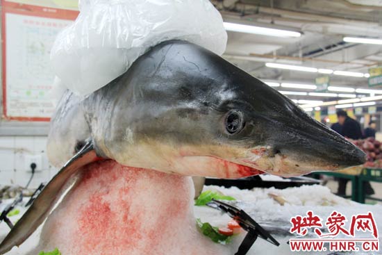 這條鯊魚長約1.5米,寬約0.5米,上身被碎冰覆蓋,保存較完整。 這條鯊魚長約1.5米,寬約0.5米,上身被碎冰覆蓋,保存較完整。