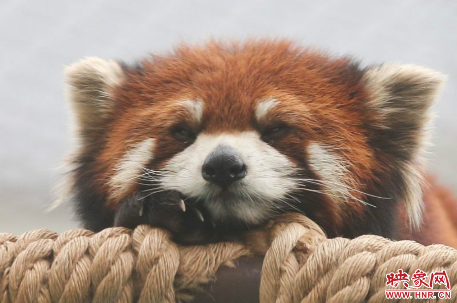 小熊貓在世界各動物園中是相當(dāng)受歡迎的動物。 小熊貓在世界各動物園中是相當(dāng)受歡迎的動物。