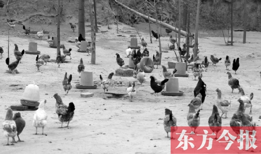 鄭州市郊縣一家散養雞基地的養殖現場 鄭州市郊縣一家散養雞基地的養殖現場