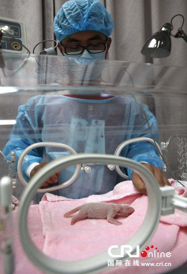 2013年7月11日,成都大熊貓繁育研究基地月亮產房,工作人員在照顧新生大熊貓寶寶。 2013年7月11日,成都大熊貓繁育研究基地月亮產房,工作人員在照顧新生大熊貓寶寶。