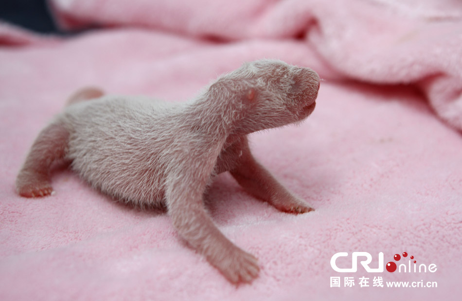 2013年7月11日,成都大熊貓繁育研究基地月亮產房,新生大熊貓寶寶在育嬰箱里憨態可掬。 2013年7月11日,成都大熊貓繁育研究基地月亮產房,新生大熊貓寶寶在育嬰箱里憨態可掬。