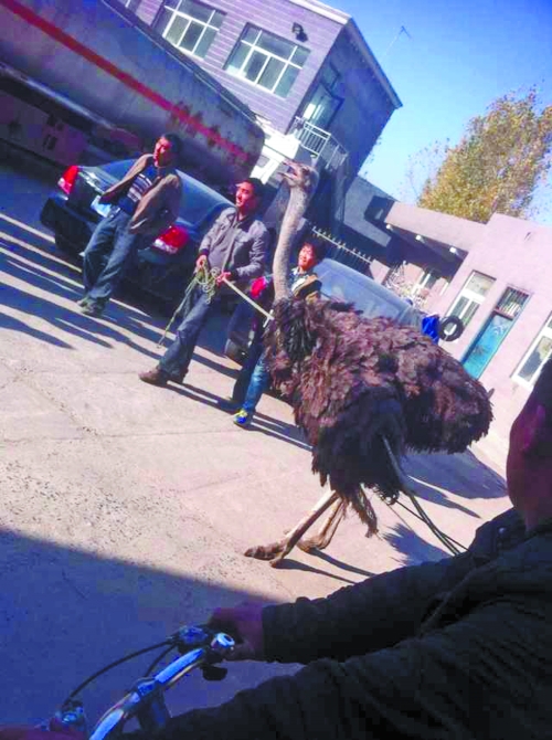 鴕鳥在加油站內被制服 鴕鳥在加油站內被制服