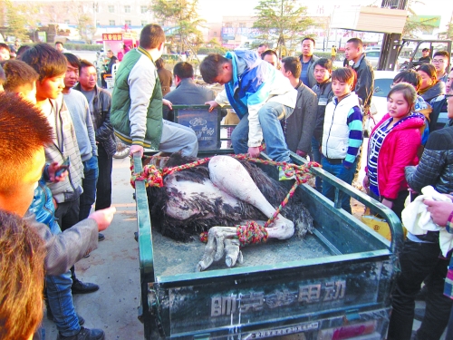 激戰之后被制服 激戰之后被制服