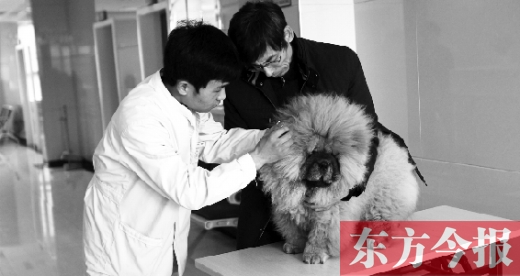 在一家大型寵物醫院里,生病的狗狗正在接受治療 在一家大型寵物醫院里,生病的狗狗正在接受治療