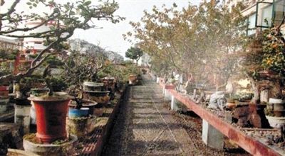 劉光嘉出示博物館內部圖片中,擺放著各種盆景。 劉光嘉出示博物館內部圖片中,擺放著各種盆景。