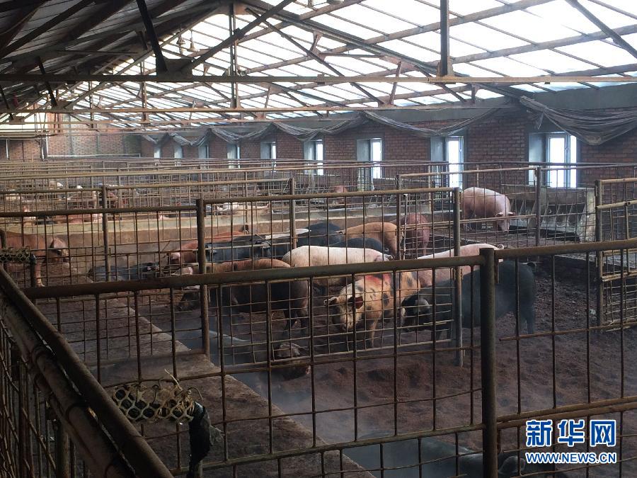 穗豐園里的豬舍(2013年12月8日攝)。新華社記者 程子龍 攝 穗豐園里的豬舍(2013年12月8日攝)。新華社記者 程子龍 攝