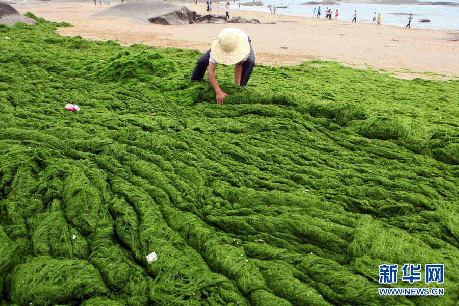 6月10日，山東日照市萬平口景區管理部門組織工作人員在清理海灘上的滸苔。