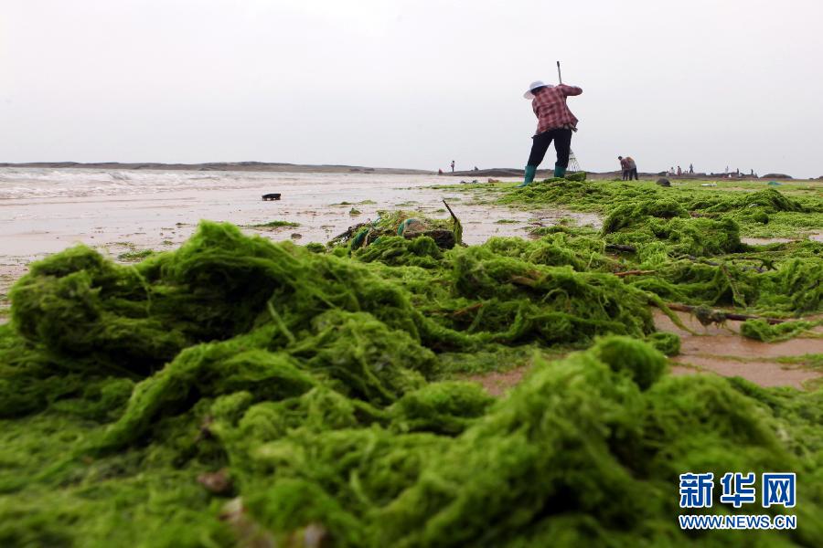 6月10日，山東日照市萬平口景區管理部門組織工作人員在清理海灘上的滸苔。