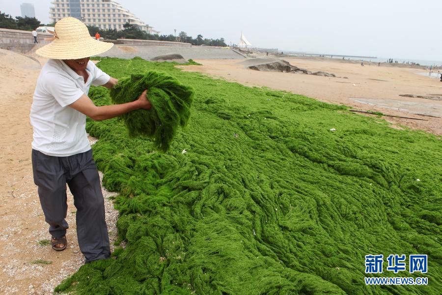 6月10日，山東日照市萬平口景區管理部門組織工作人員在清理海灘上的滸苔。