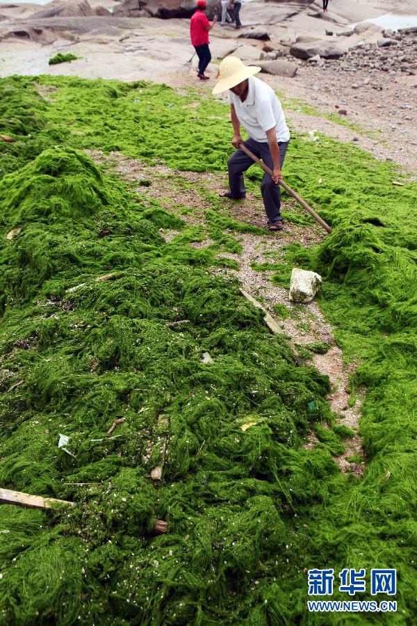 6月10日，山東日照市萬平口景區管理部門組織工作人員在清理海灘上的滸苔。
