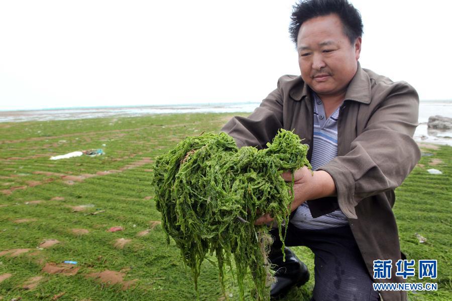 6月10日，在江蘇省連云港市贛榆縣海州灣旅游度假區，一名漁民在展示清理的滸苔。
