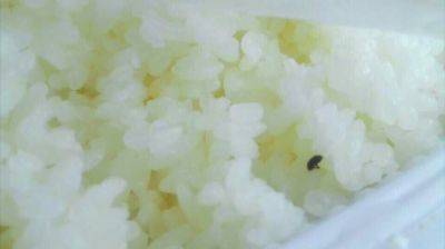 陸先生在高鐵上購買的“梅菜扣肉套餐”盒飯。盒飯中的米飯上有芝麻狀的黑色小蟲。 陸先生在高鐵上購買的“梅菜扣肉套餐”盒飯。盒飯中的米飯上有芝麻狀的黑色小蟲。