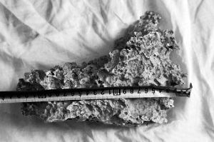 1月30日,新疆青河縣牧民別熱克·薩吾特意外撿到重7.85公斤左右的一塊狗頭黃金 1月30日,新疆青河縣牧民別熱克·薩吾特意外撿到重7.85公斤左右的一塊狗頭黃金