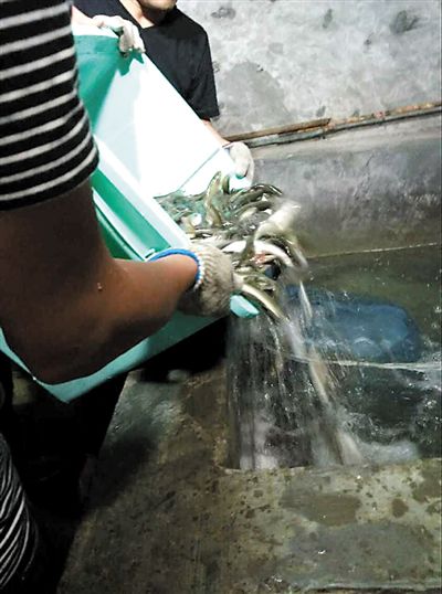 主人將撈上來(lái)的魚(yú)放進(jìn)魚(yú)池。 主人將撈上來(lái)的魚(yú)放進(jìn)魚(yú)池。