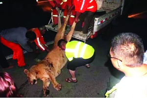 這頭母獅體態彪悍，重達400斤左右 網絡圖片　