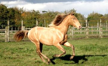 我國科學家發現 2000多年前罕見金色馬匹