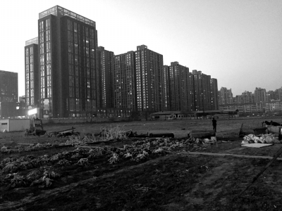 荒地上除堆放一些雜物外，還被附近居民種上了一片大白菜。