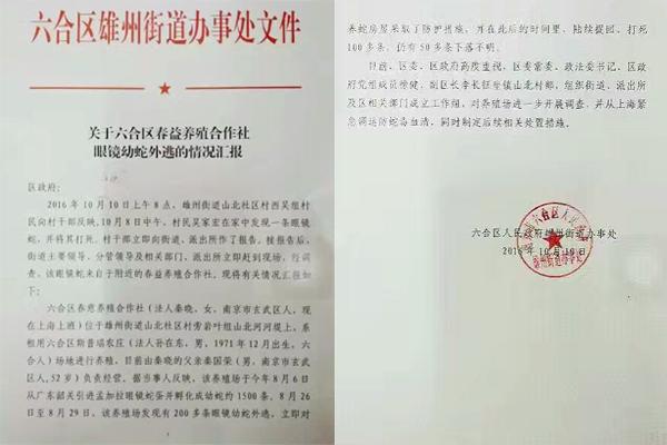 交匯點(diǎn)10月10日消息， 10日晚上，一則消息在南京人的朋友圈和微信群里瘋傳，網(wǎng)傳消息稱：六合雄州街道山北村一個(gè)農(nóng)莊私自養(yǎng)眼鏡蛇，幾天前突然跑出來了，估計(jì)二三百條。交匯點(diǎn)記者向六合區(qū)委宣傳部相關(guān)人士求證，證實(shí)了此事確實(shí)發(fā)生。