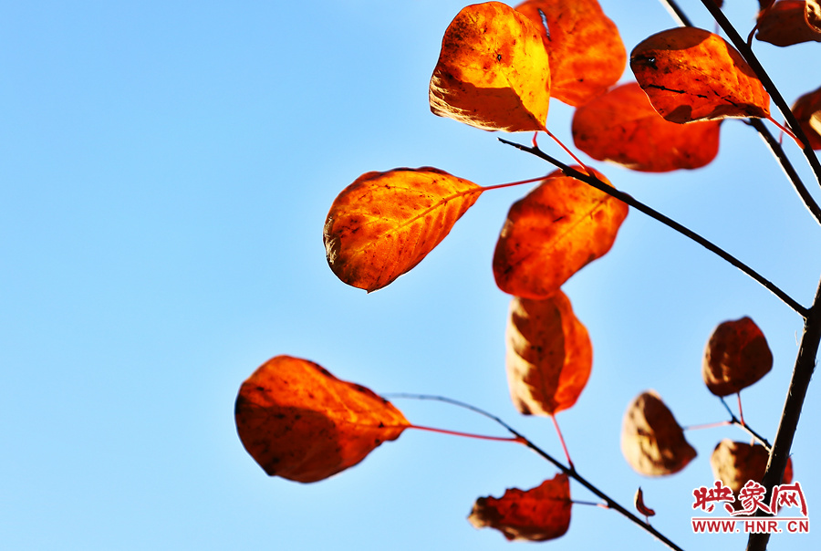 秋風將山間的樹葉染紅 秋風將山間的樹葉染紅