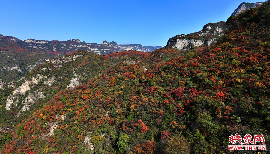 紅色,黃色,綠色的樹葉相互映襯 紅色,黃色,綠色的樹葉相互映襯