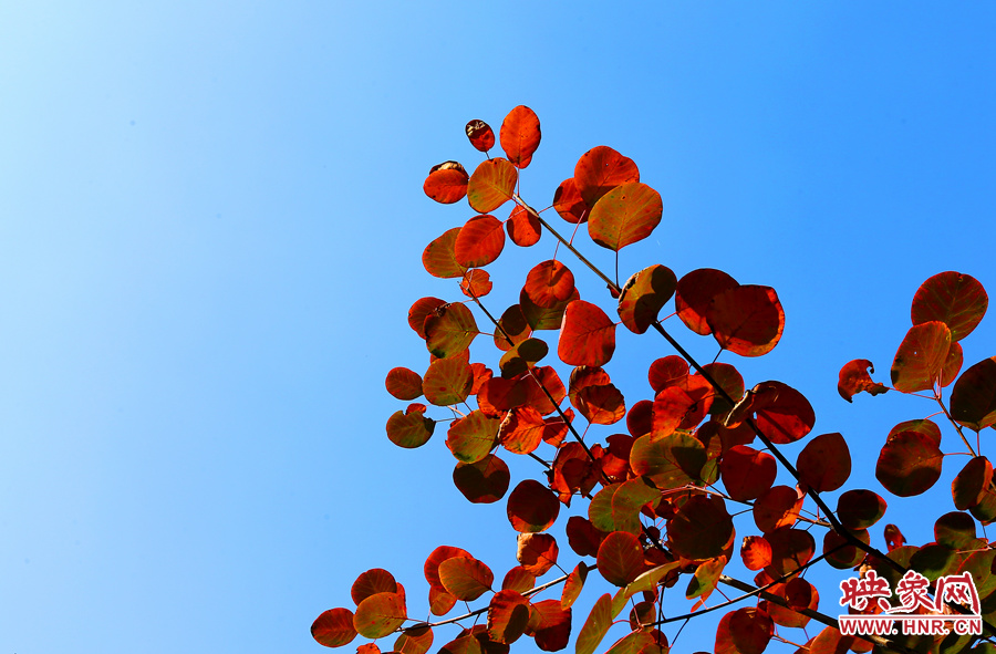 紅葉在藍天的映襯下格外醒目 紅葉在藍天的映襯下格外醒目