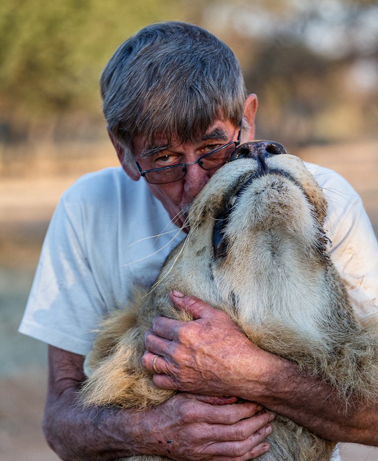 非洲老人養獅子當寵物 牽尾巴陪其散步 非洲老人養獅子當寵物 牽尾巴陪其散步
