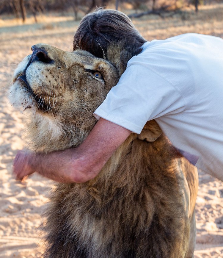 非洲老人養獅子當寵物 牽尾巴陪其散步 非洲老人養獅子當寵物 牽尾巴陪其散步