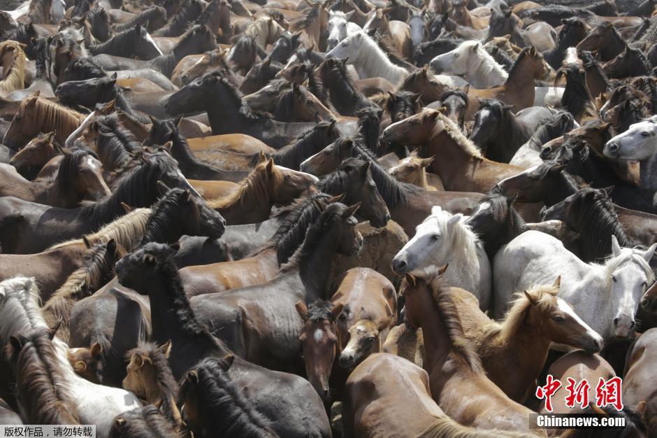 西班牙傳統野馬節火熱開賽 場面壯觀