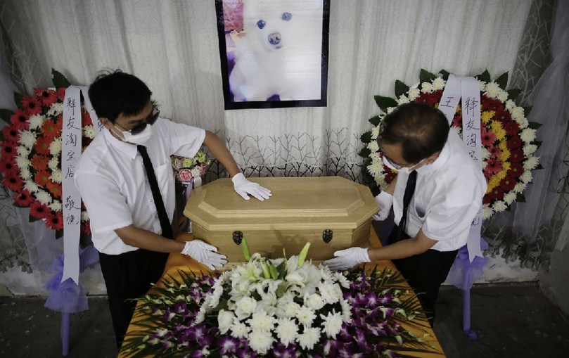 工作人員將寵物狗的靈柩放在靈堂上。