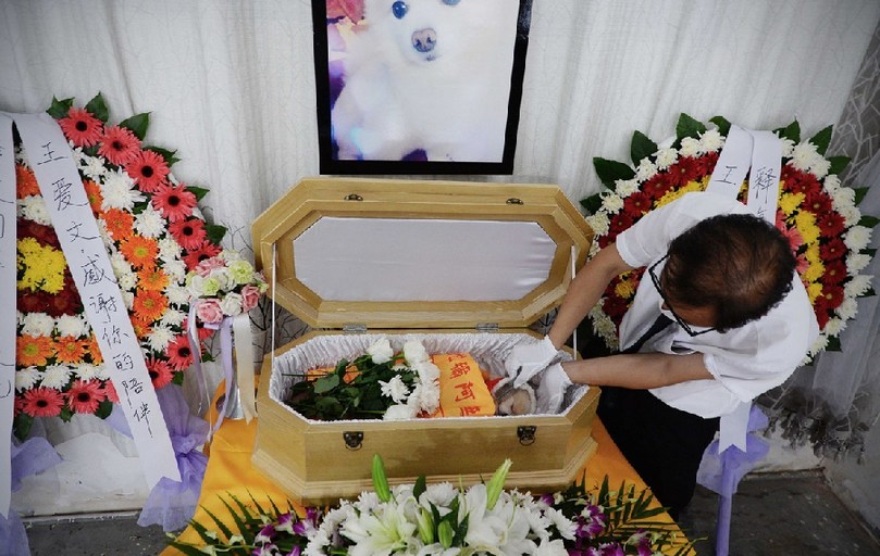 一名工作人員給狗狗整理儀容。