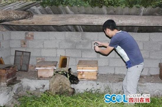 大熊貓“吃貨”進村偷吃10多箱蜂蜜 大熊貓“吃貨”進村偷吃10多箱蜂蜜