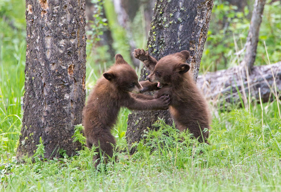 兩只萌噠噠的小熊在一顆大樹(shù)下玩躲貓貓,一會(huì)突然跳出來(lái)嚇唬對(duì)方,一會(huì)對(duì)著彼此做鬼臉,逗趣模樣讓人忍不住捧腹大笑。 兩只萌噠噠的小熊在一顆大樹(shù)下玩躲貓貓,一會(huì)突然跳出來(lái)嚇唬對(duì)方,一會(huì)對(duì)著彼此做鬼臉,逗趣模樣讓人忍不住捧腹大笑。