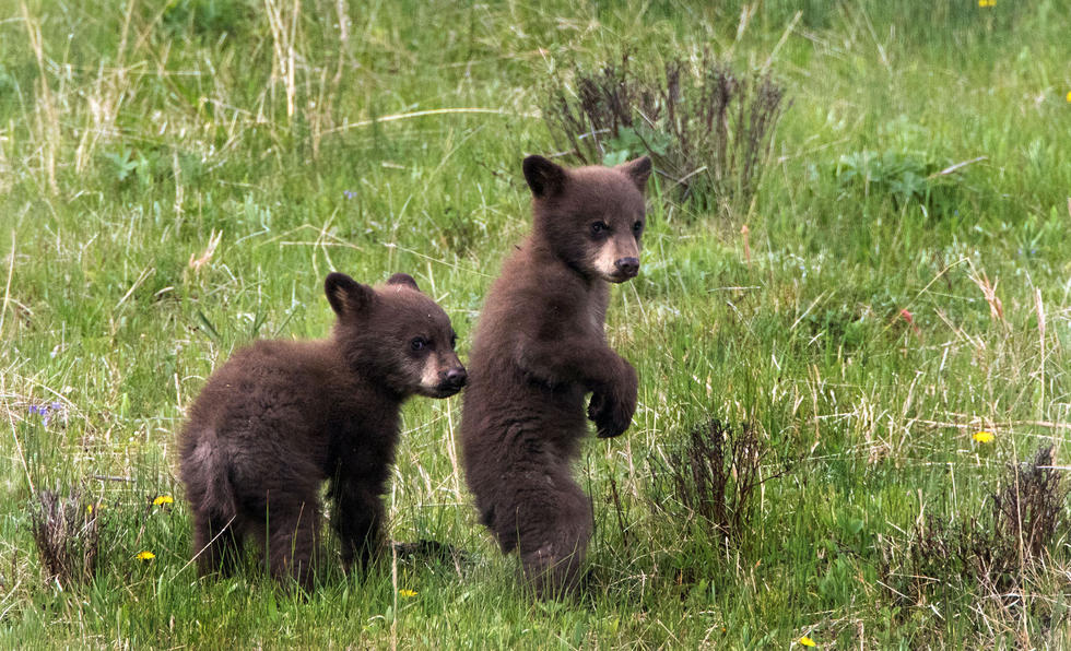 兩只萌噠噠的小熊在一顆大樹(shù)下玩躲貓貓,一會(huì)突然跳出來(lái)嚇唬對(duì)方,一會(huì)對(duì)著彼此做鬼臉,逗趣模樣讓人忍不住捧腹大笑。 兩只萌噠噠的小熊在一顆大樹(shù)下玩躲貓貓,一會(huì)突然跳出來(lái)嚇唬對(duì)方,一會(huì)對(duì)著彼此做鬼臉,逗趣模樣讓人忍不住捧腹大笑。