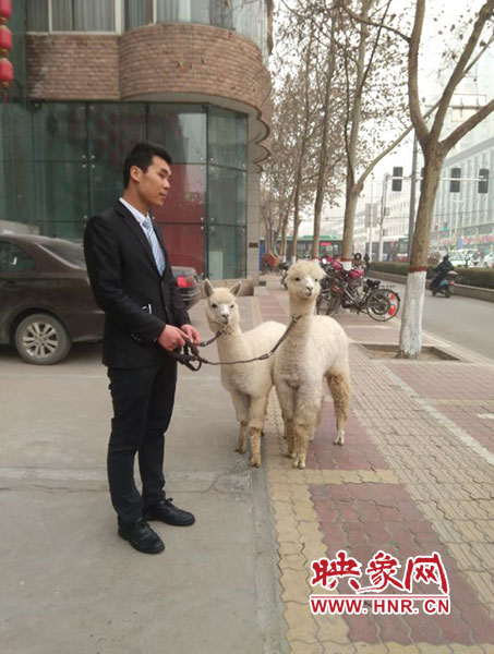 網絡神獸現身中原路 網絡神獸現身中原路