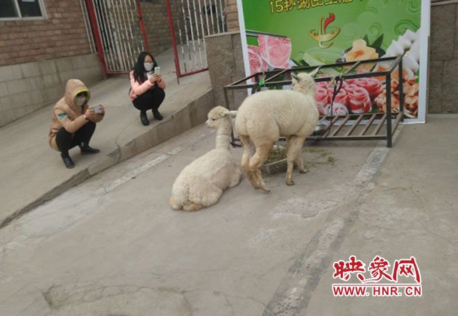 網絡神獸現身中原路 網絡神獸現身中原路