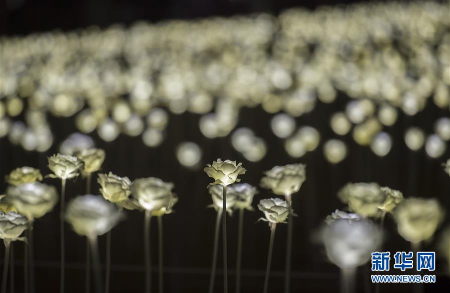 (晚報)(5)香港玫瑰燈海點亮維港 (晚報)(5)香港玫瑰燈海點亮維港