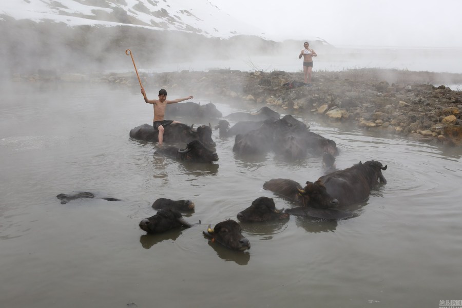 土耳其一溫泉受追捧 村民帶牛馬泡溫泉 土耳其一溫泉受追捧 村民帶牛馬泡溫泉