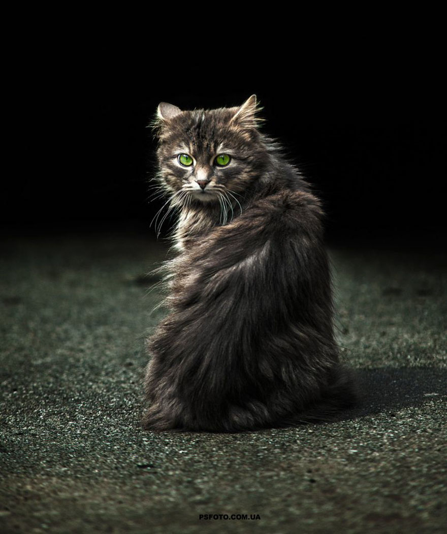 它們都是表情帝！一組不可思議的動物肖像